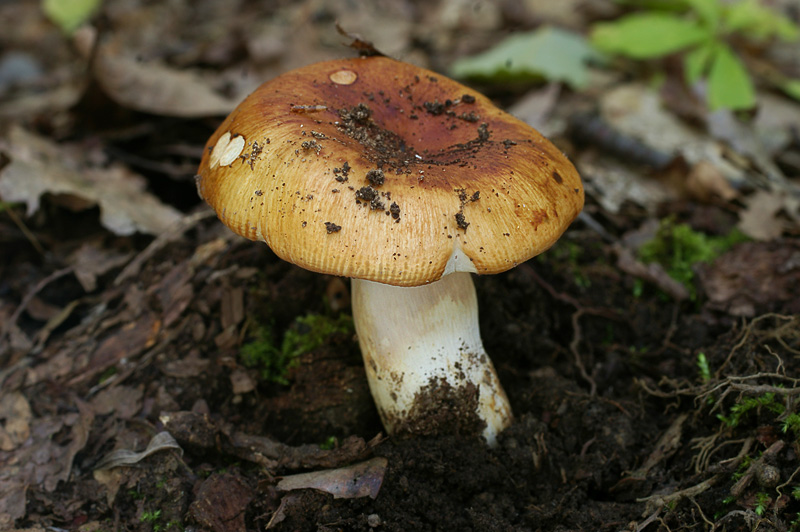 Russula laurocerasi